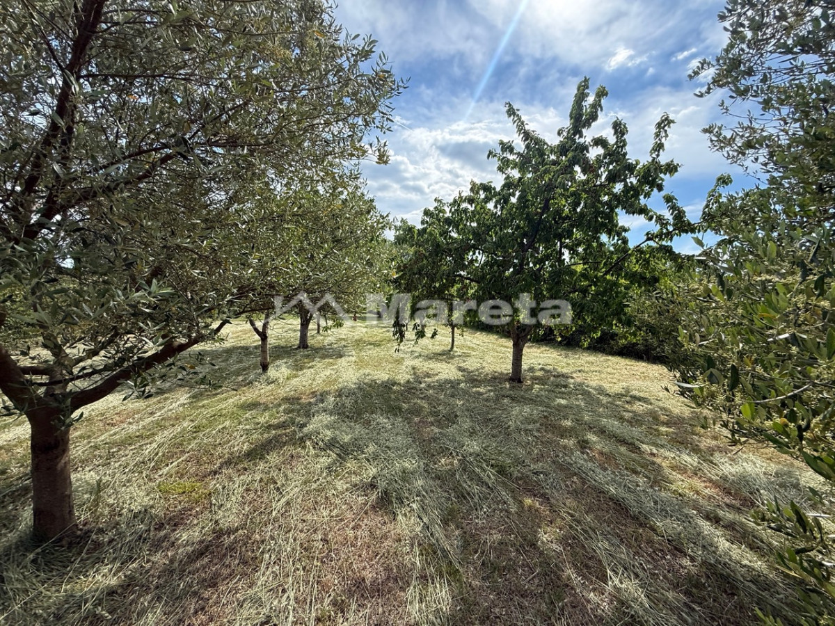 Benkovac - maslinik i vočnjak 4100 m2