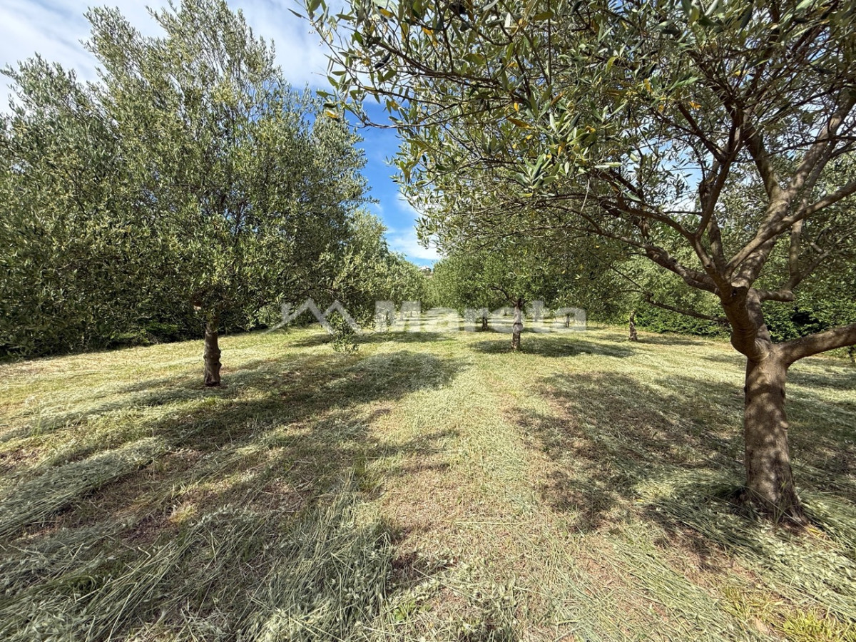 Benkovac - maslinik i vočnjak 4100 m2