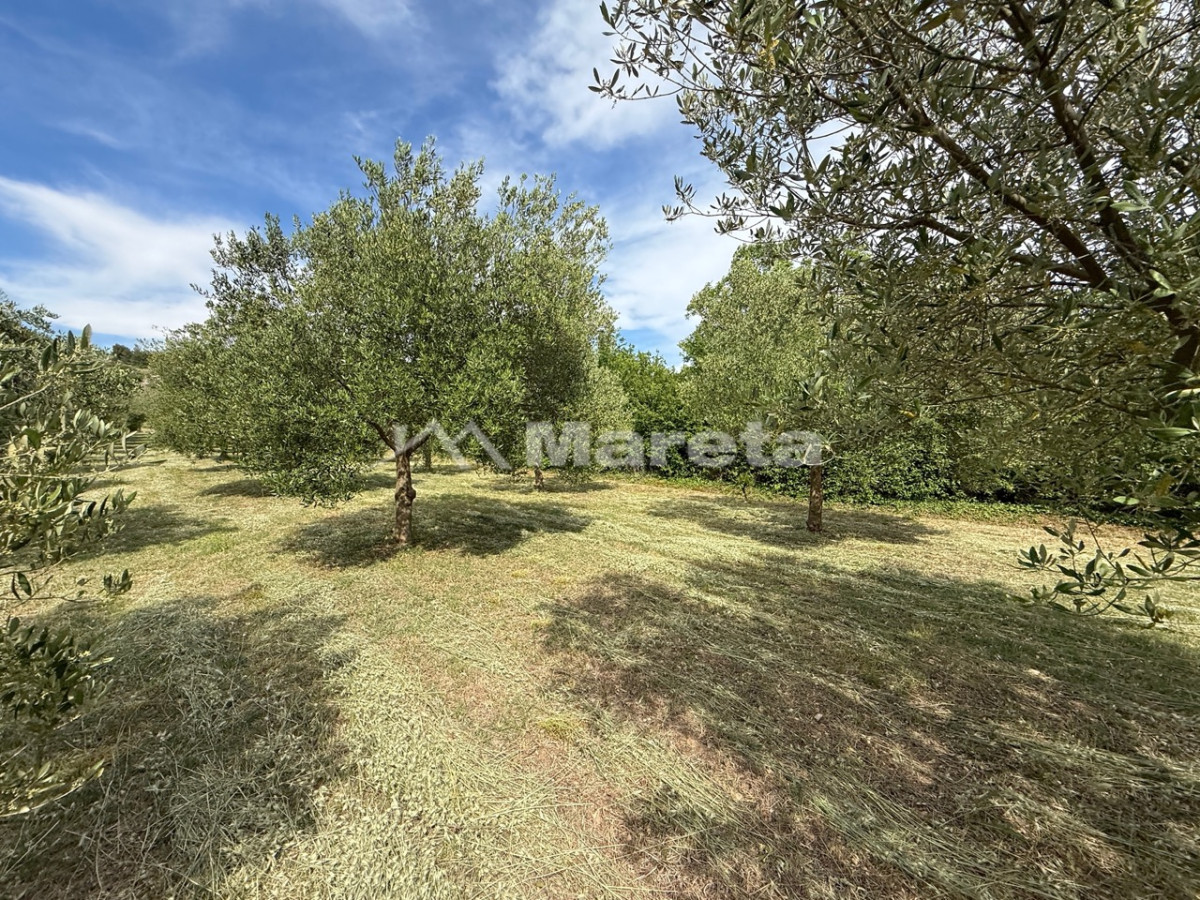 Benkovac - maslinik i vočnjak 4100 m2