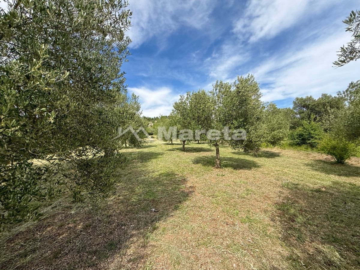 Benkovac - maslinik i vočnjak 4100 m2