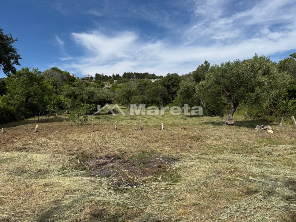 Benkovac - maslinik i vočnjak 4100 m2