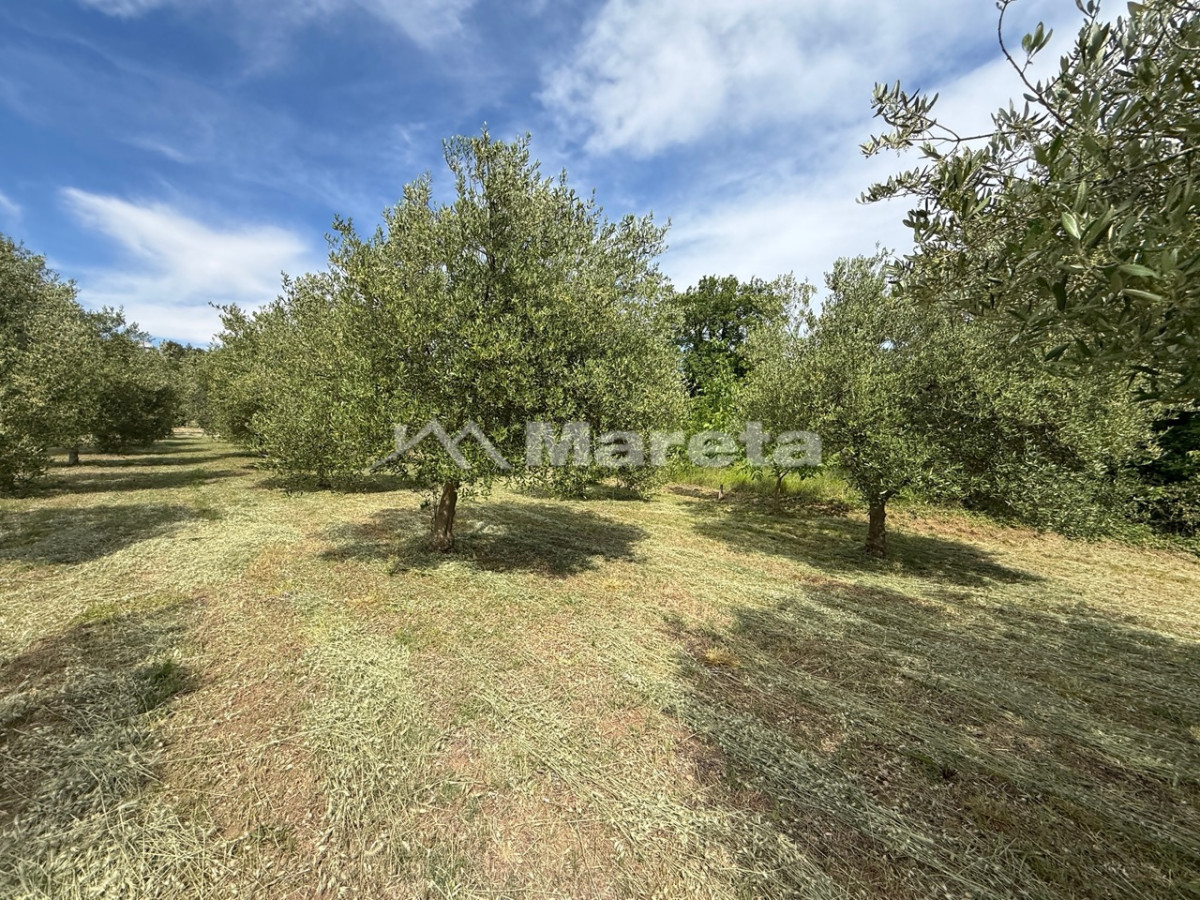 Benkovac - maslinik i vočnjak 4100 m2