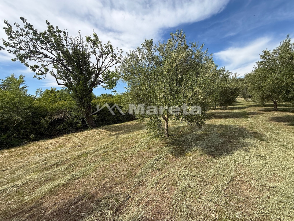 Benkovac - maslinik i vočnjak 4100 m2