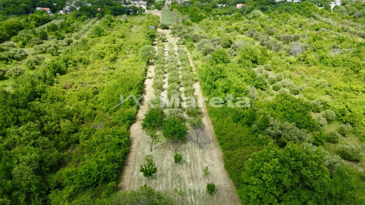 Benkovac - maslinik i vočnjak 4100 m2