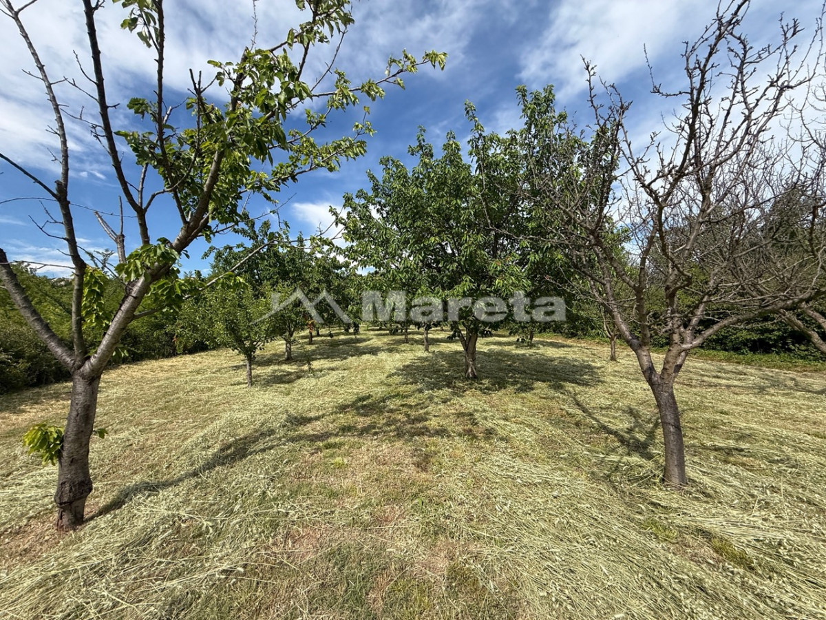 Benkovac - maslinik i vočnjak 4100 m2