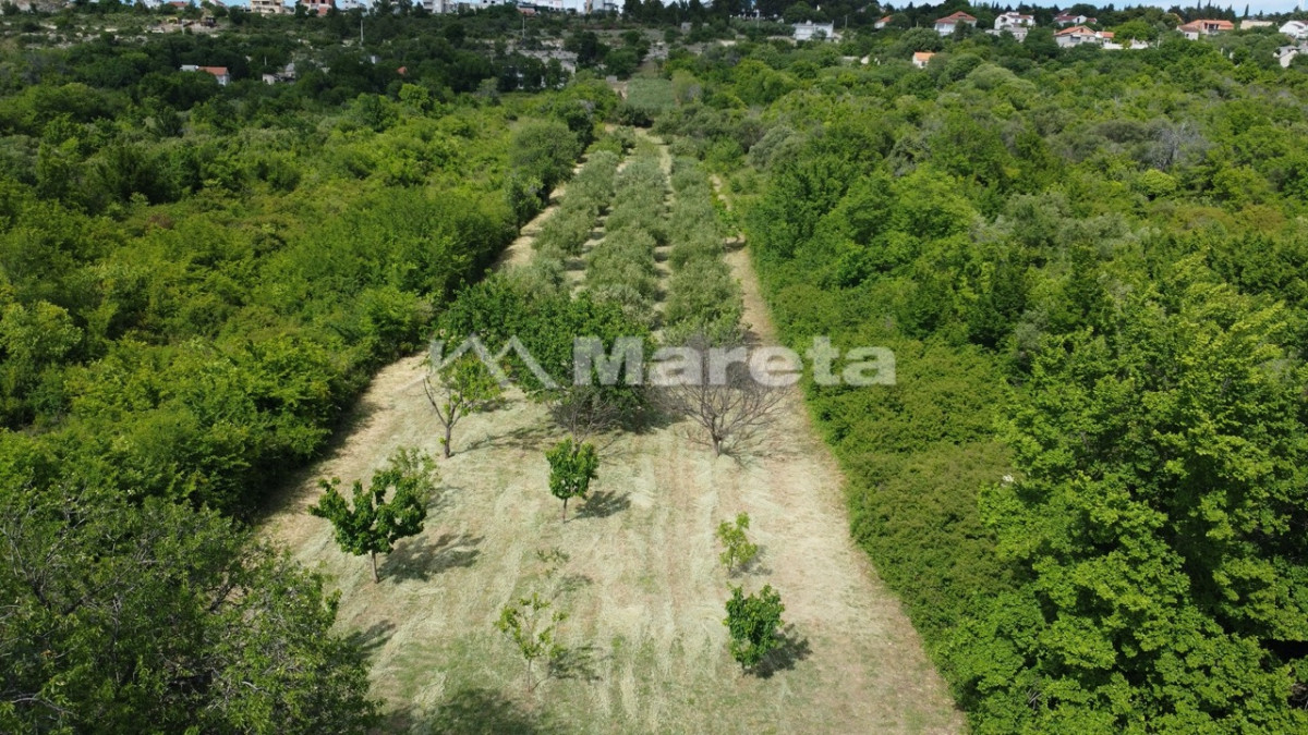 Benkovac - maslinik i vočnjak 4100 m2