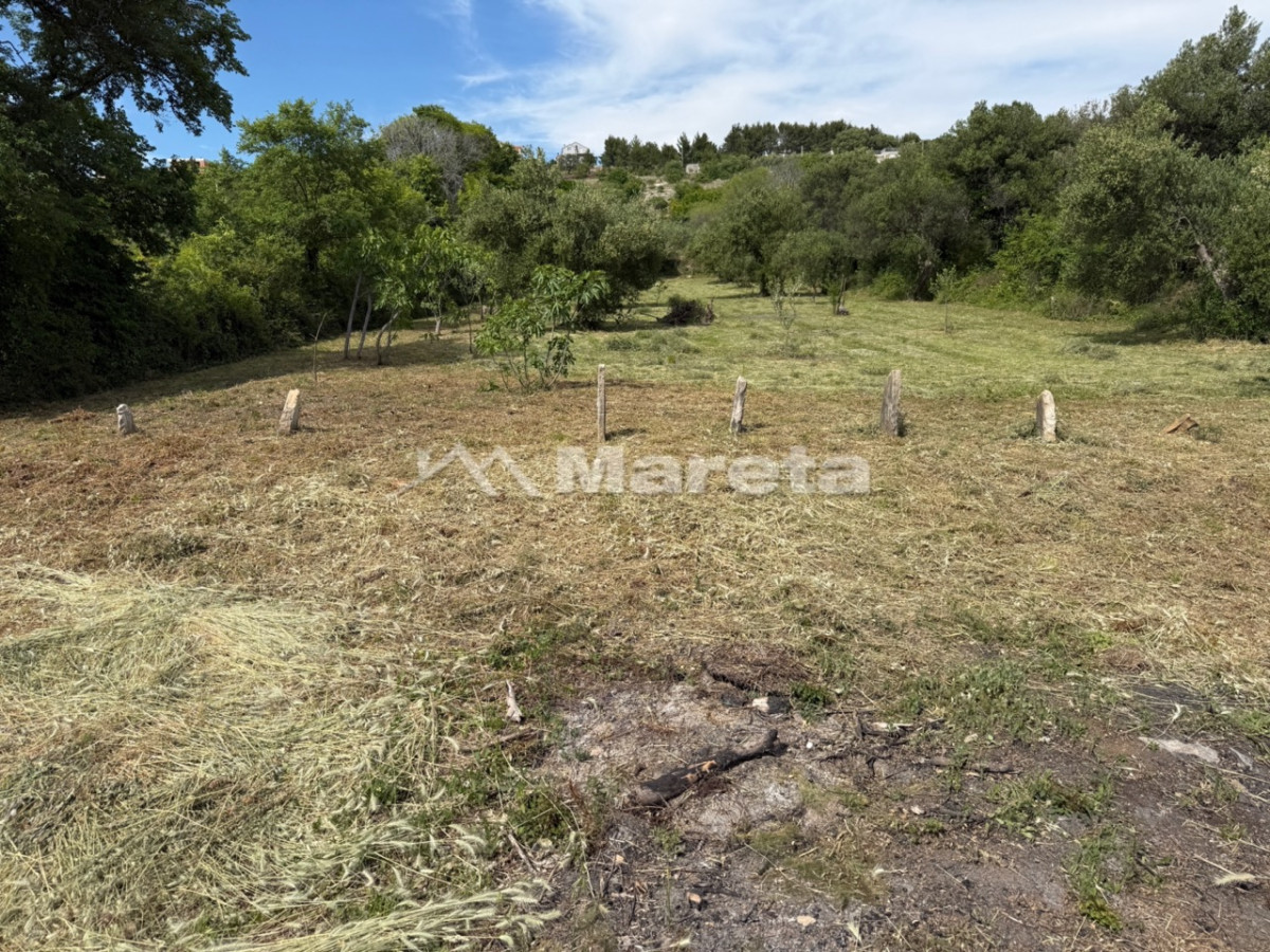 Benkovac - maslinik i vočnjak 4100 m2