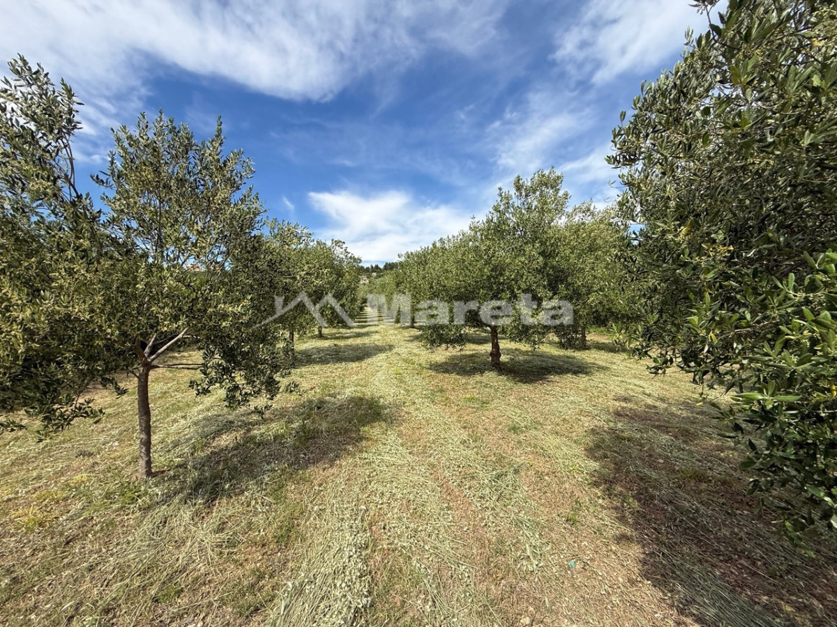 Benkovac - maslinik i vočnjak 4100 m2
